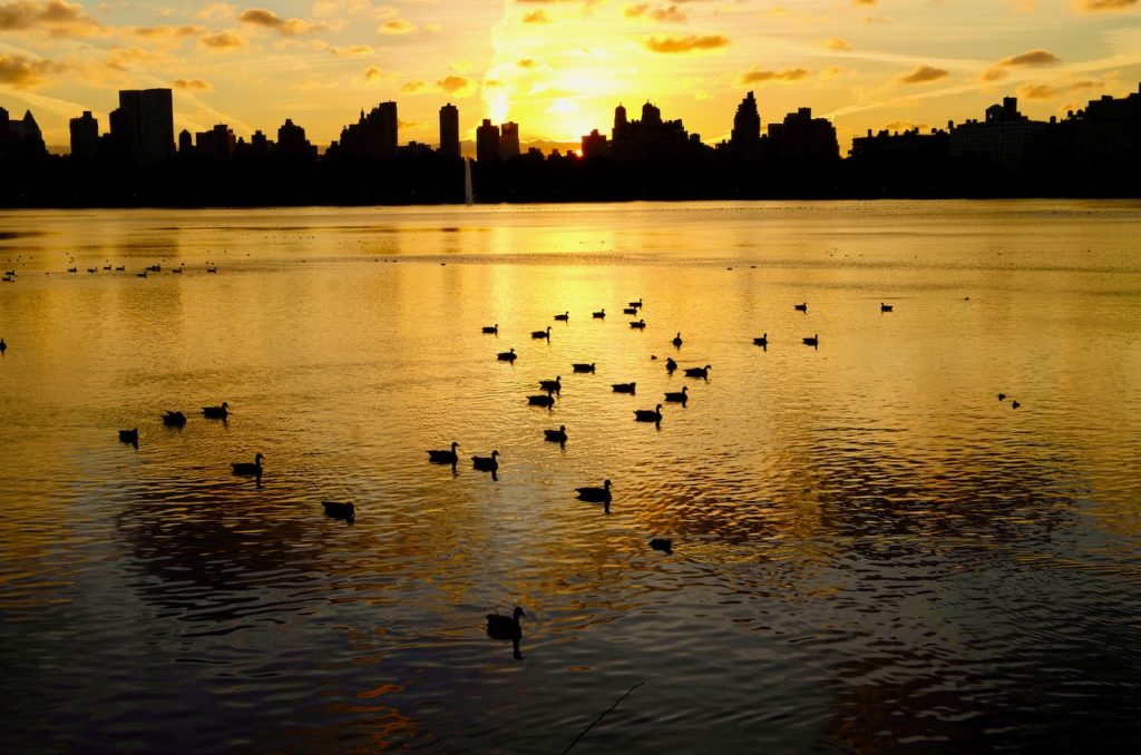 About 20 ducks in the foreground on water, which is golden in colour, in the distance the the skyline of Manhattan is silhouetted by the sun which is setting.