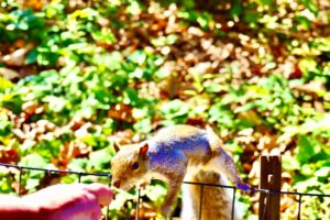 Image of a squirrel sniffing Mardi’s hand