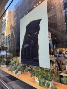 an image of a black cat poster in a window of a pet grooming salon. The cat looks remarkably like our black cat, Ricky