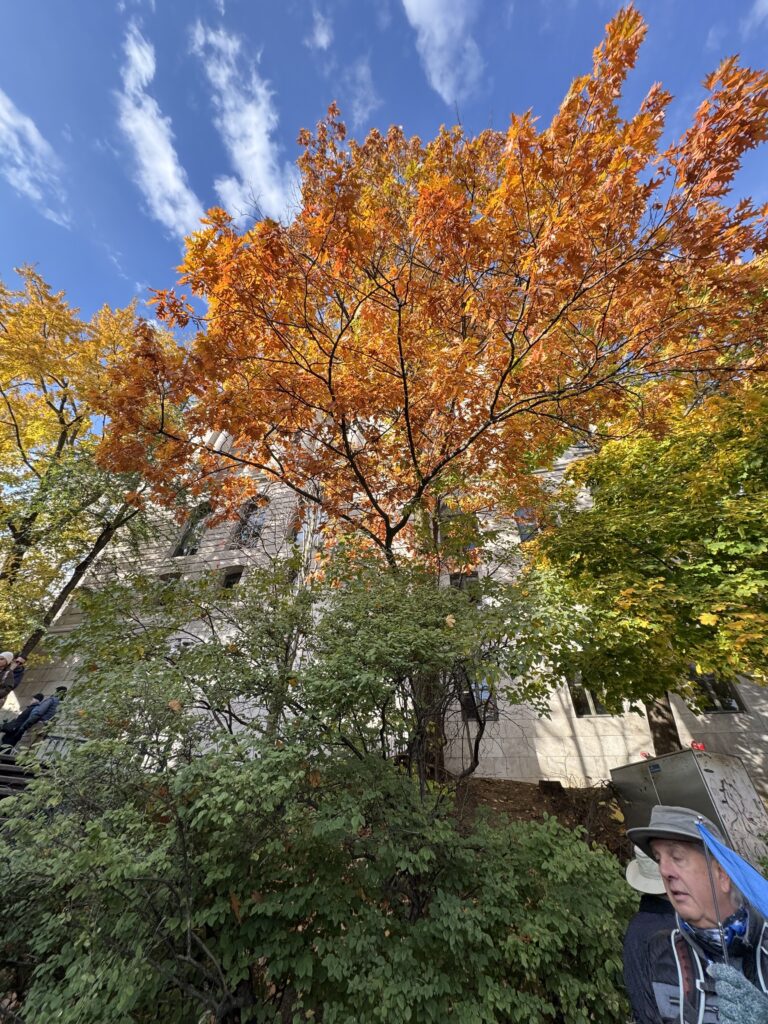 A fall foliage tree, its autumnal colour stark orange among other trees.