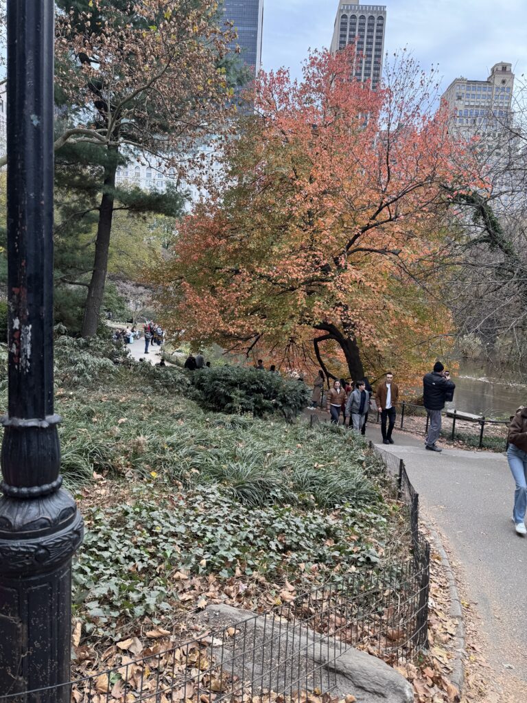 Trees in central park