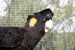 Black-cockatoo